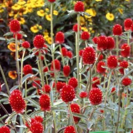 Kugelamarant Strawberry Fields