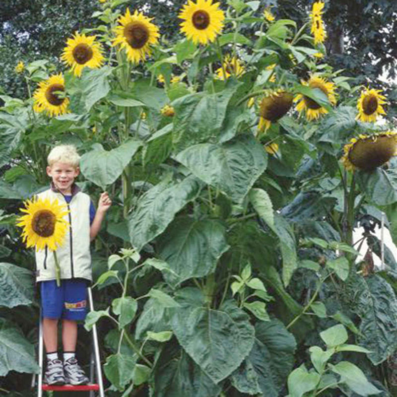 Sonnenblume 'Kong F1'