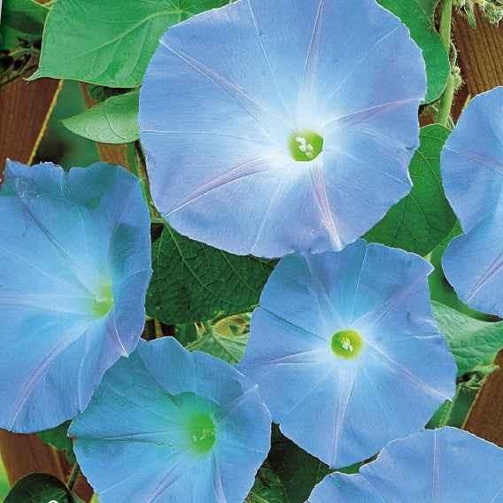 Blaue Prunkwinde Heavenly Blue