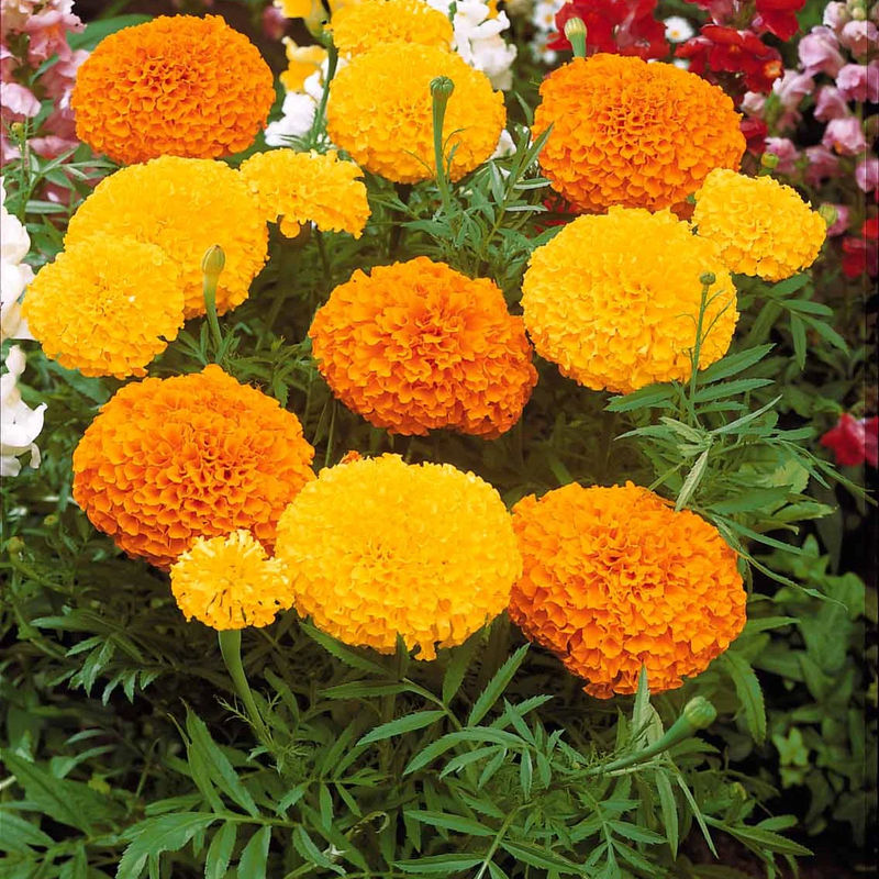 Indische Rosen Mischung