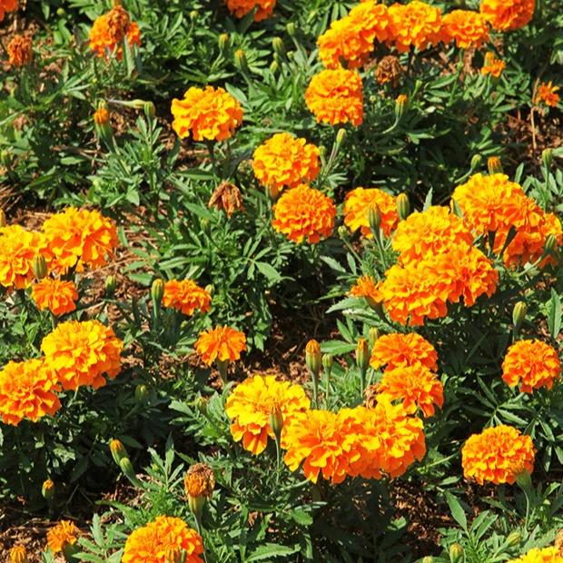 Ringelblume Tangerin