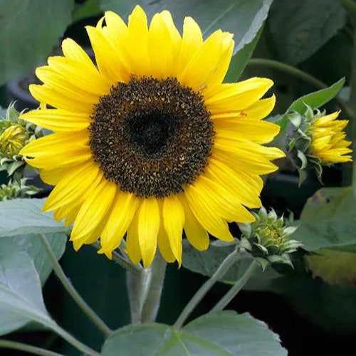 Sonnenblume 'Sunspot'