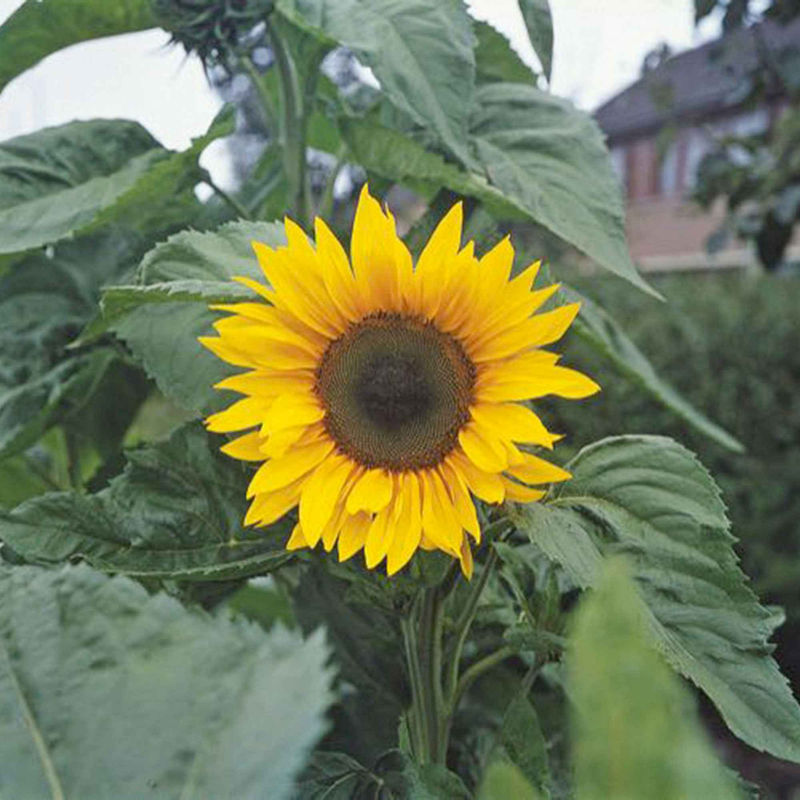 Sonnenblume 'Giganteus'