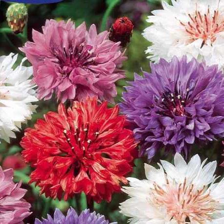 Kornblumen Mischung