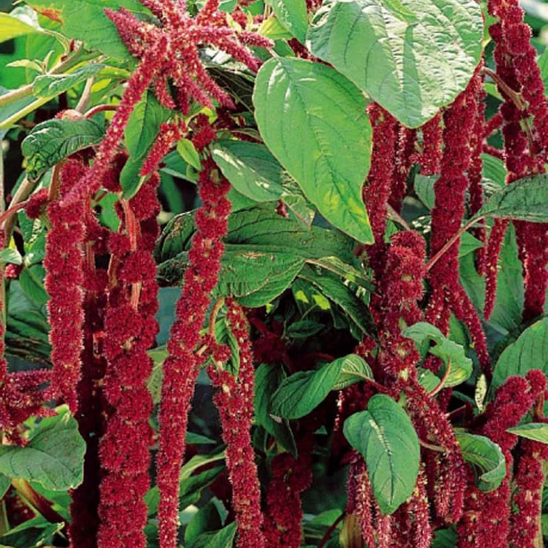 Roter Fuchsschwanz