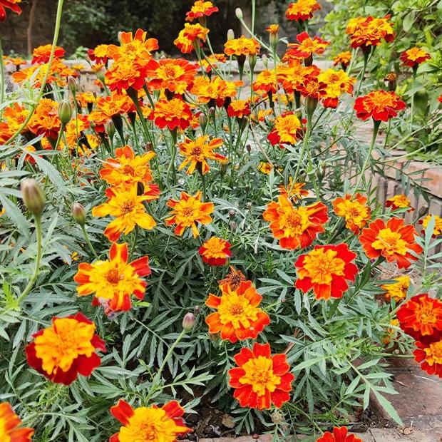 Studentenblume Rusty Red