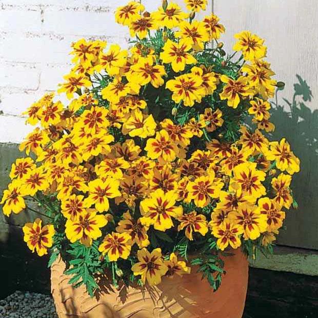 Ringelblume/Studentenblume