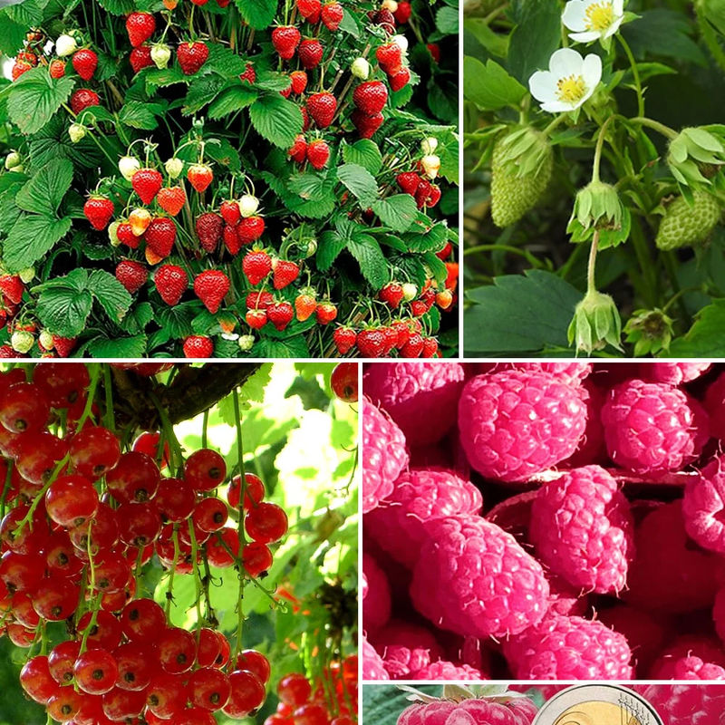 Sammlung von Obstbäumen mit roten Früchten (x9)
