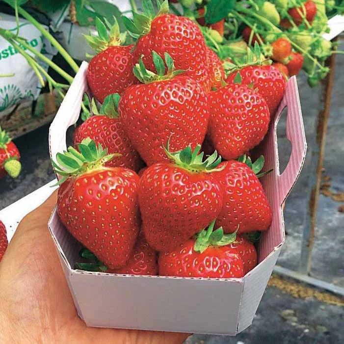 Erdbeere Magnum ® COV Marionnet 97 - Title:Das paket von 20 nackte wurzeln