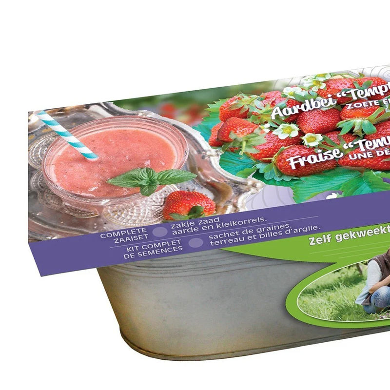 Set Erdbeere Temptation im Blumenkasten Zink