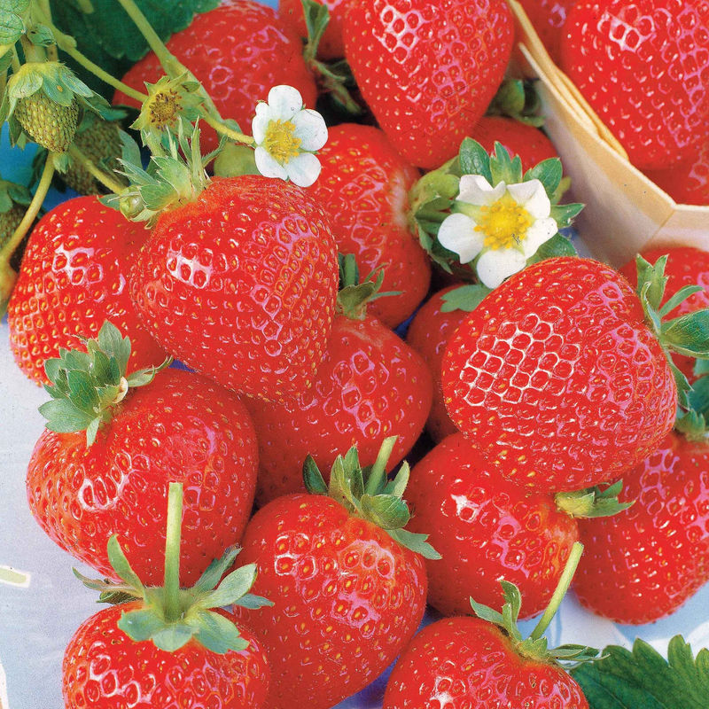 Sammlung 6 Monate Erdbeeren: Savoureuse de Willemse, Mara des Bois, Gariguette. (x60)