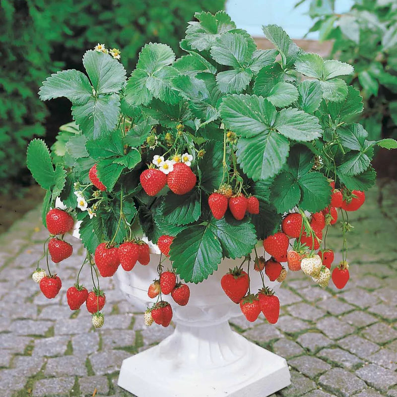 Erdbeere Maestro ® VOC 89.98.1 - Title:Das paket von 20 nackte wurzeln