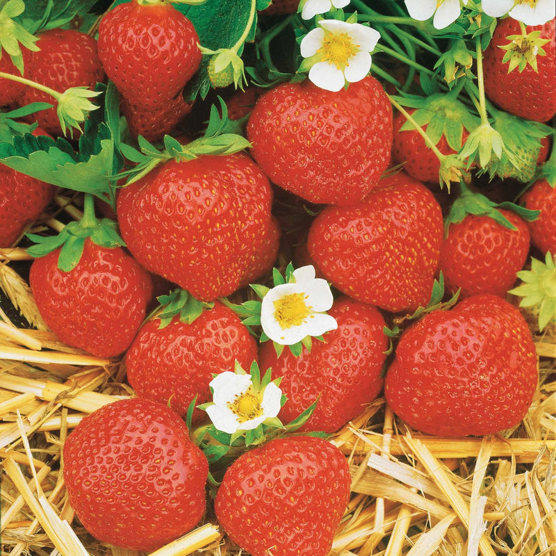 Sammlung 6 Monate Erdbeeren: Mara des Bois, Maestro, Gariguette. (x60)