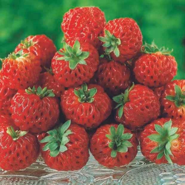 Erdbeere Framberry ® (x2)
