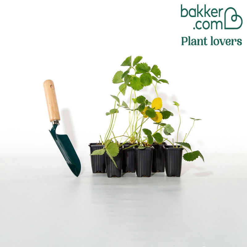 Erdbeere Mariguette ® COV Marionnet 99 - Title:Die 6 töpfe / 7cm