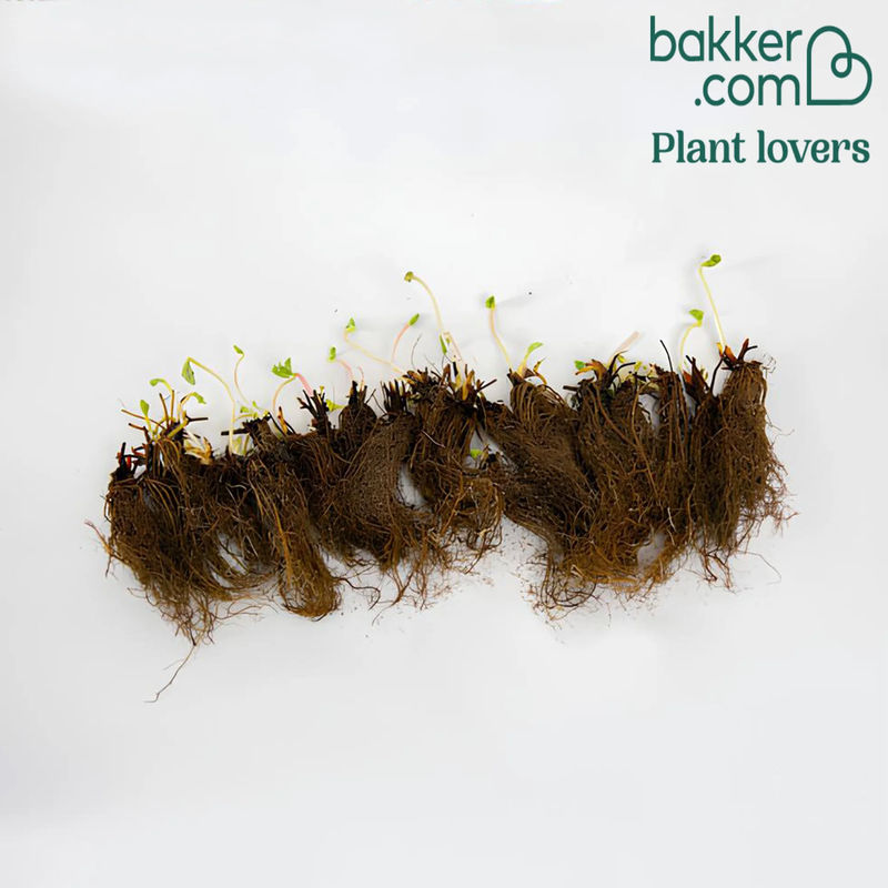 Erdbeere Mariguette ® COV Marionnet 99 - Title:Das paket von 20 nackte wurzeln