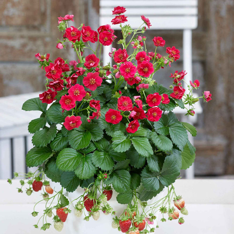 Erdbeere 'Summer Breeze Rose' (x3)