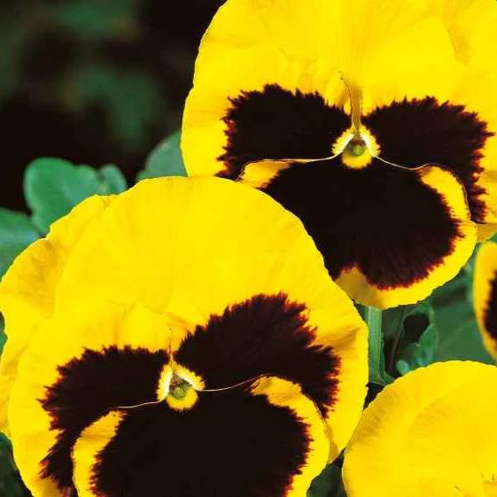 Schweizer Riesen Stiefmütterchen Rhinegold