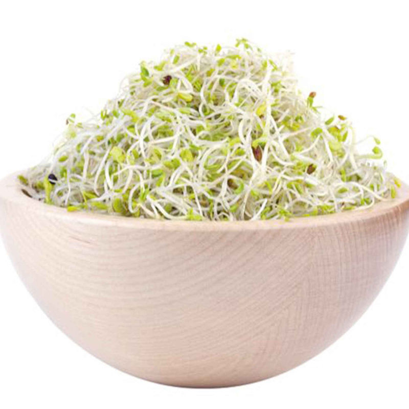 Alfalfa Medicago sativa