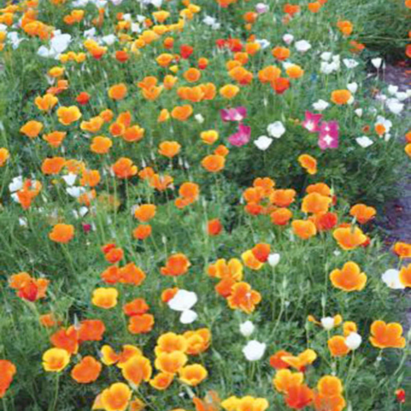 Goldmohn Eschscholzia californica