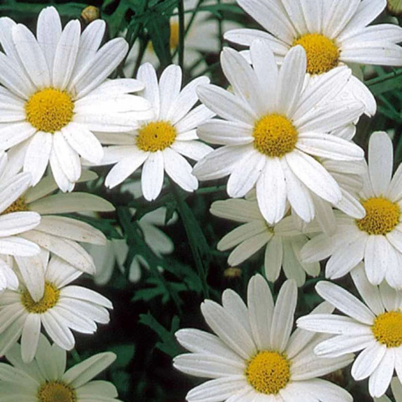 Wiesen Chrysantheme Alaska