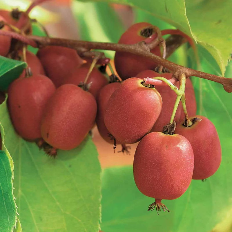 Rotes Kiwi-Paar Weiki ® Plus (1 Männchen + 1 Weibchen)