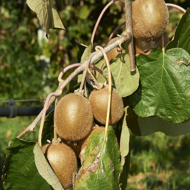 Kiwi Jenny - Title:Der topf / 2L / Lieferhöhe 40-50cm