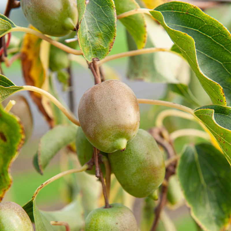 Zwerg-Kiwi Kens Red