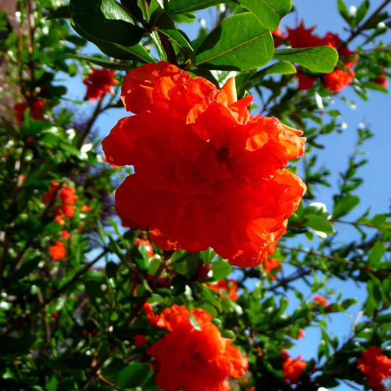 Granatapfelbaum