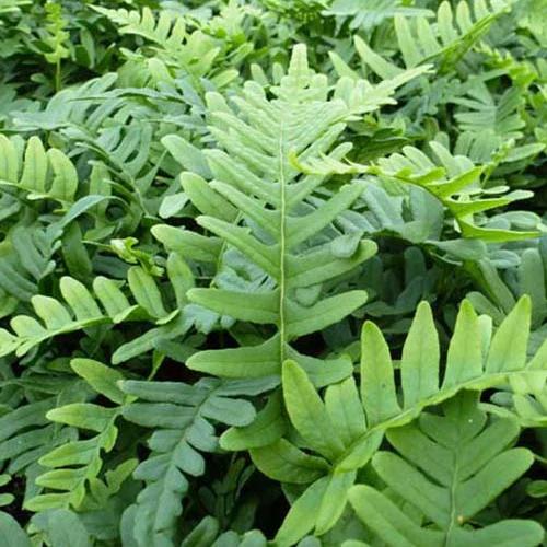 Gewöhnliches Polypode