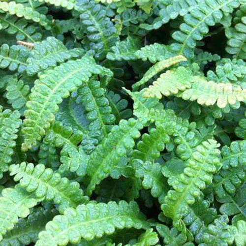 Blechnum von Feuerland
