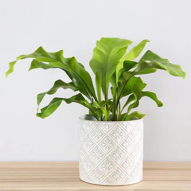 Zungenfarn Asplenium scolopendrium
