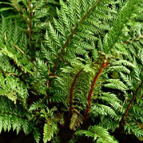Stechpalmenblatt-Polystic Siny Holly Fern
