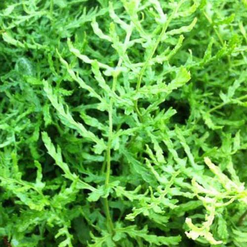 Männlicher Farn Linearis Polydactyla