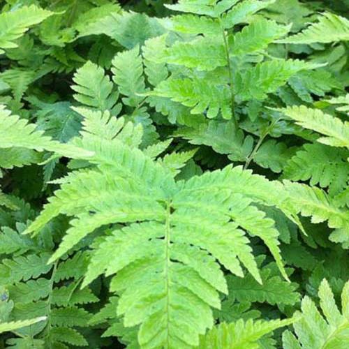 Dryopteris goldiana