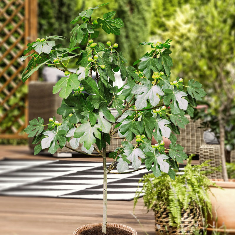Feigenbaum auf Stamm