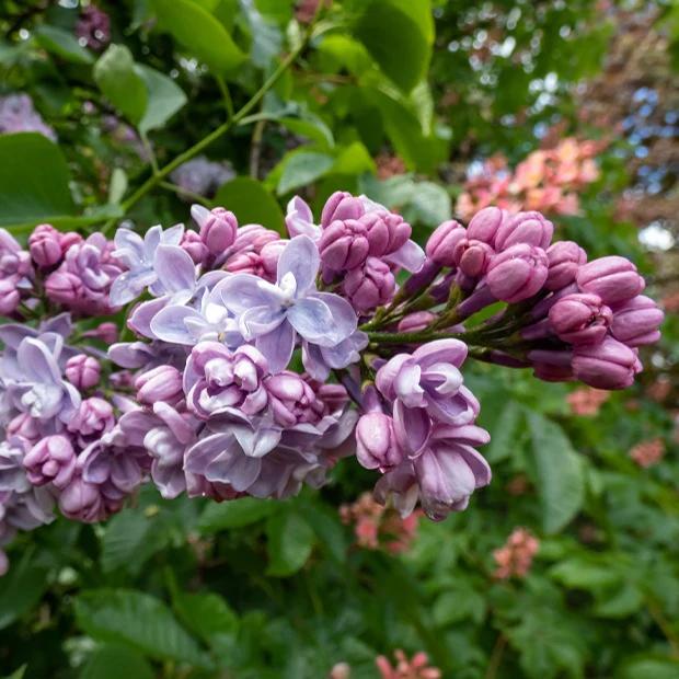Doppelter bläulicher Flieder - Title:Das stück in nackte wurzel / Lieferhöhe 40-60cm