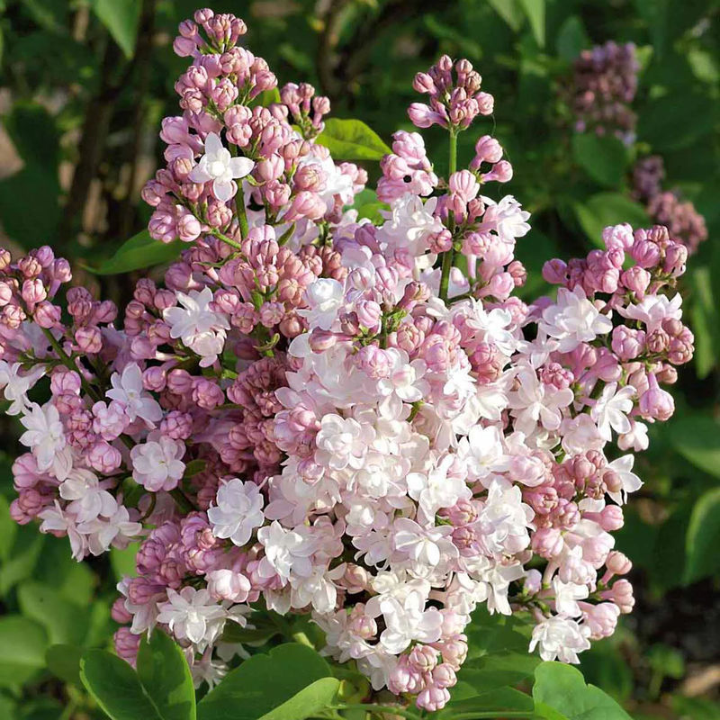 Flieder Beauty of Moscow - Title:Das stück in nackte wurzel / Lieferhöhe 40-60cm
