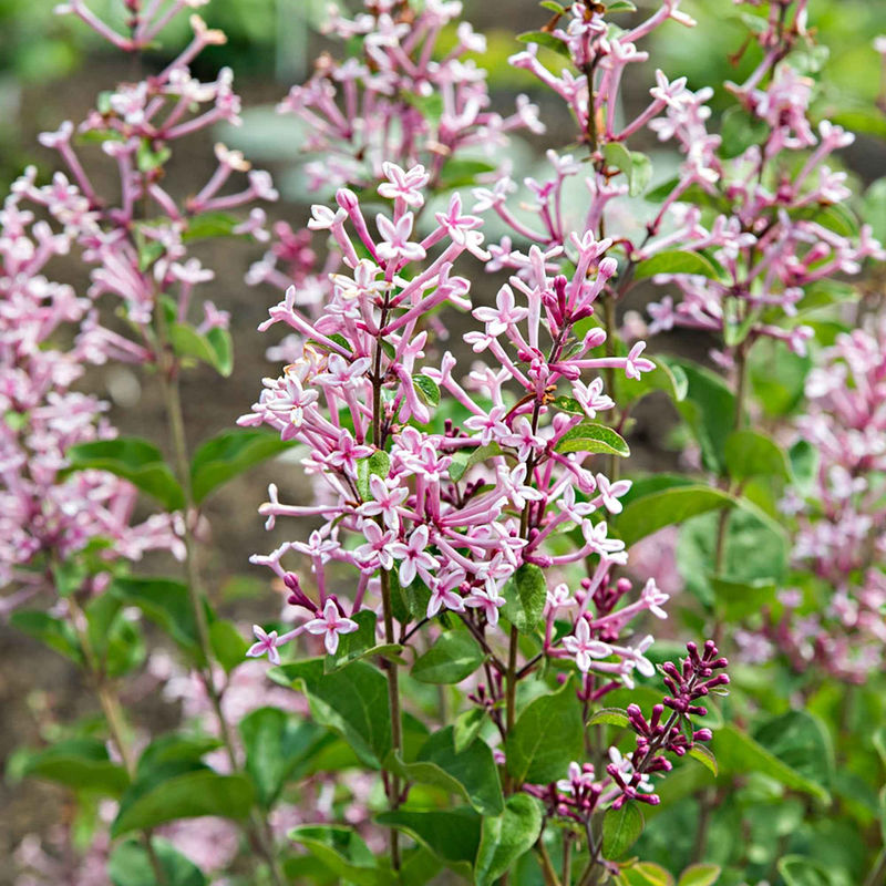 Zwergflieder 'Pink Parfume'