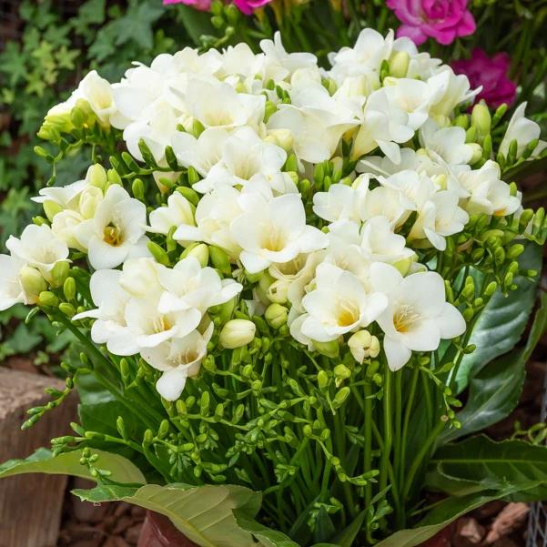 Freesie (einfach) - Weiß - Title:Das beutel von 15 blumenzwiebeln / Lieferhöhe 5-6cm