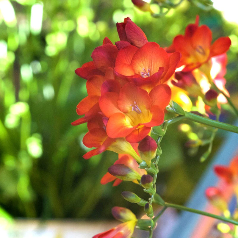 Freesie (einfach) - Rot - Title:Das beutel von 15 blumenzwiebeln / Lieferhöhe 5-6cm