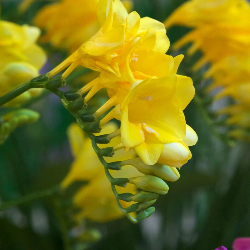 Freesie - Gelb - Title:Das beutel von 15 blumenzwiebeln / Lieferhöhe 5-6cm