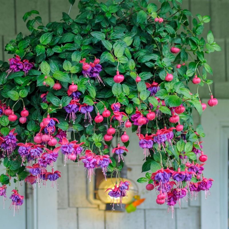 Hängende Fuchsien Dark Eyes (x3)