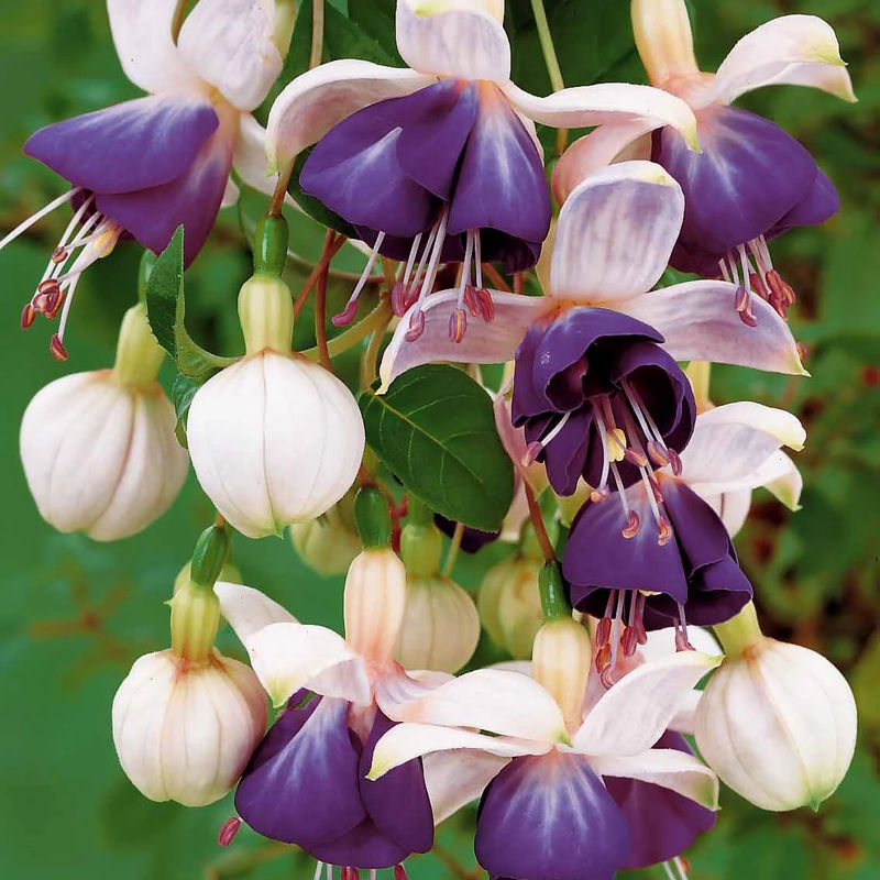 Hängende Fuchsien Blue Angel (x3)