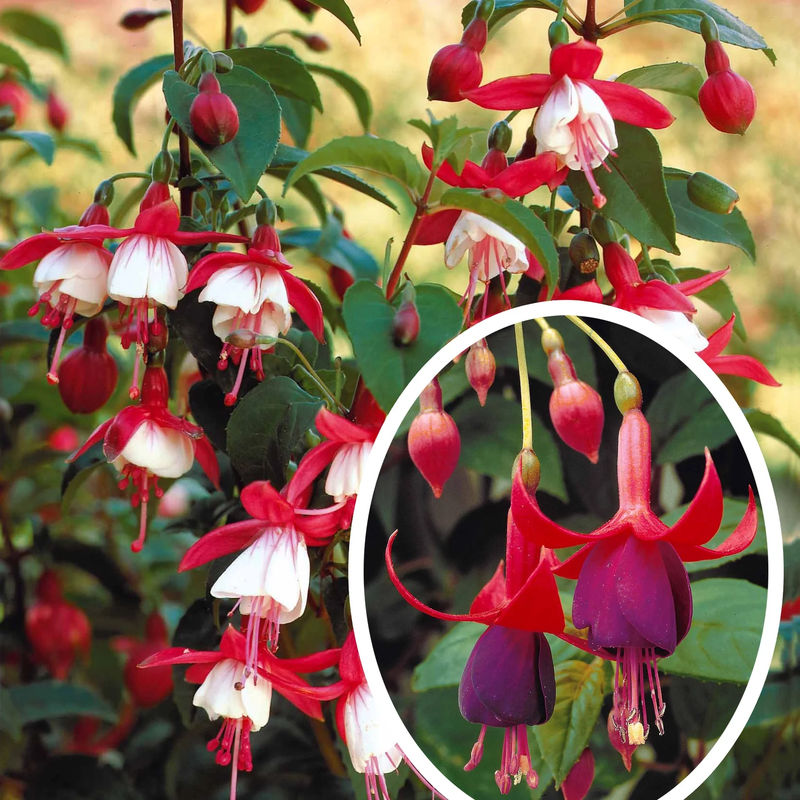 Fuchsien Mischung (Madame Cornelissen, Brilliant) (x3)