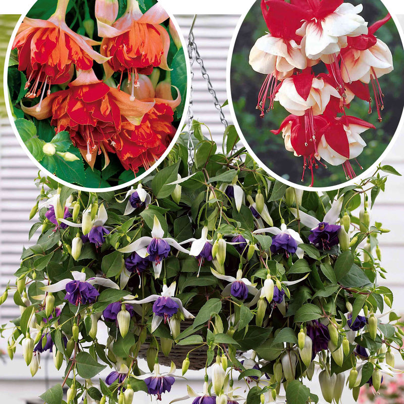 Hängende Fuchsien Mischung (Bicentennial, Blue Angel, Swingtime) (x6)