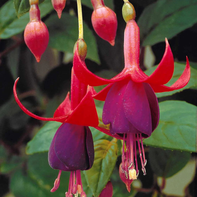 Fuchsien Brilliant (x3)