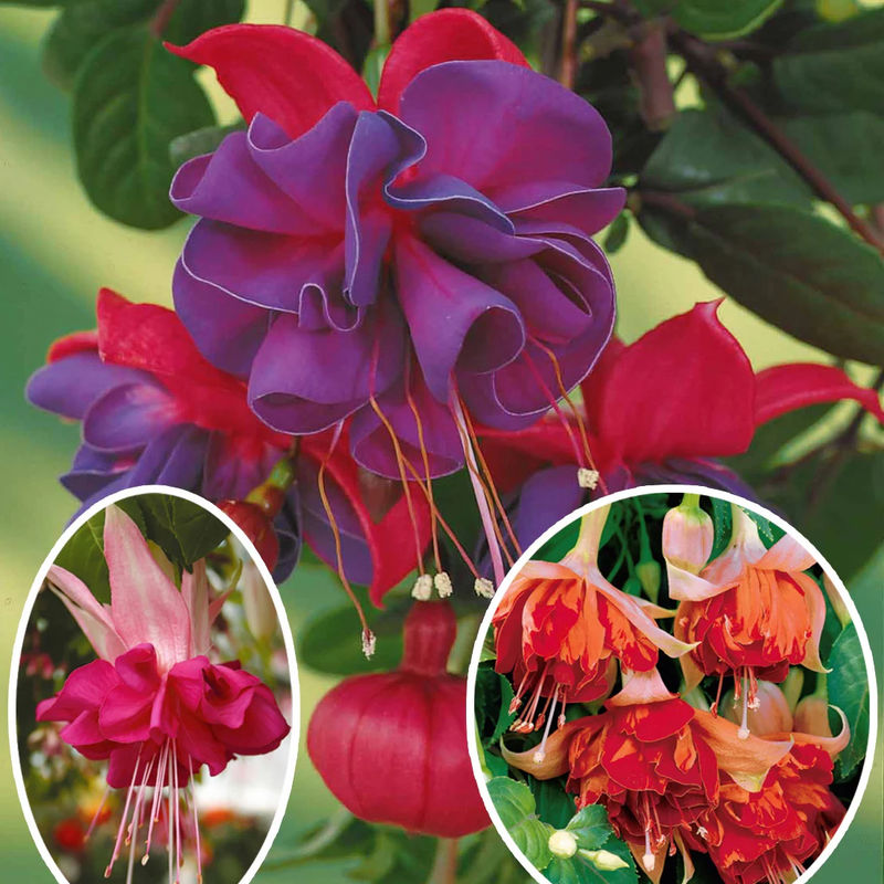 Fuchsien Mischung (Bicentennial, Dark Eyes, Bella Rosel) (x6)