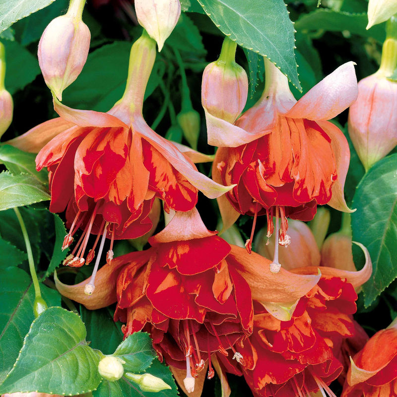 Hängende Fuchsien Bicentennial (x3)