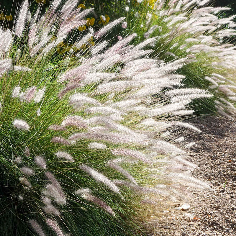 Lampenputzergras 'Fairy Tails'